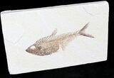 Diplomystus Fish Fossil From Wyoming #23707-1